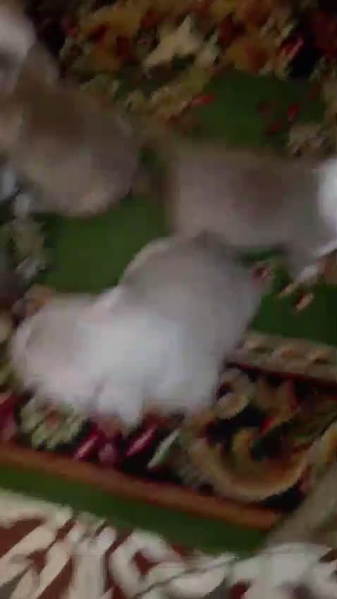 American Bully perros en venta: American bully pocket  - Video 1