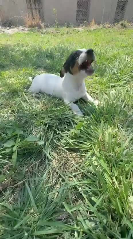 Jack Russell Terrier perros en venta: Jack Russell Terrier  - Video 1