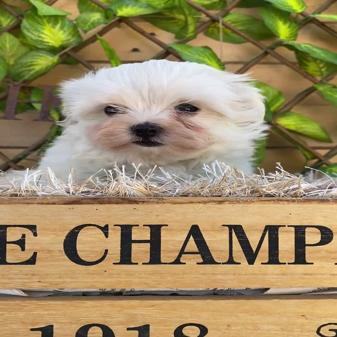 Bichón Maltés perros en venta: Camada de Gala  - Video 2