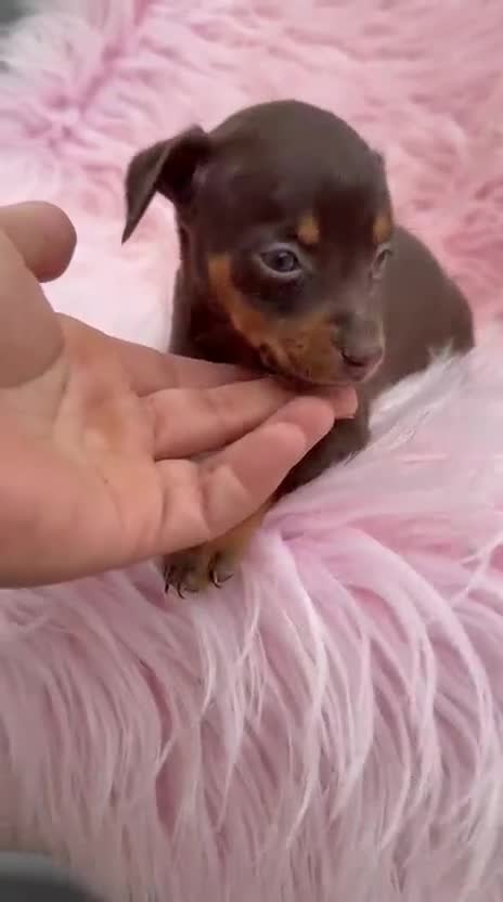 Pinscher Miniatura perros en venta: Minipincher chocolate  - Video 2