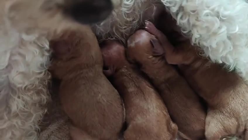 Caniche Toy perros en venta: Espectacular camada de caniche  - Video 2