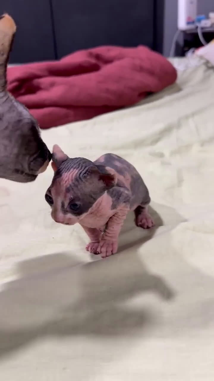 Sphynx gatos en venta: Camada Sphynx enero - Video 1