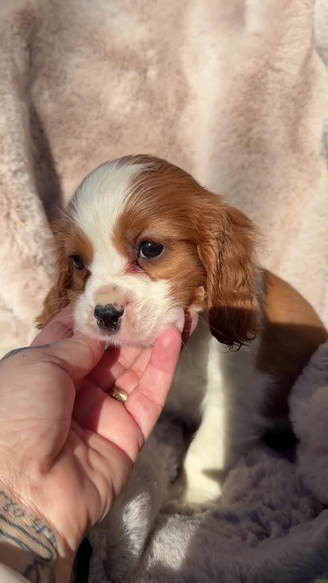 Cavalier King Charles Spaniel perros en venta: Cavalier King macho  - Video 1