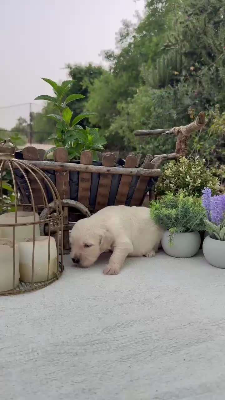 Golden Retriever perros en venta: Golden retriever bebes espectaculares nobles - Video 3