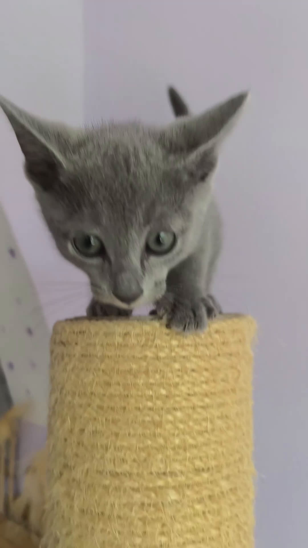 Azul Ruso gatos en venta: Ultimo cachorros de azul ruso  - Video 1