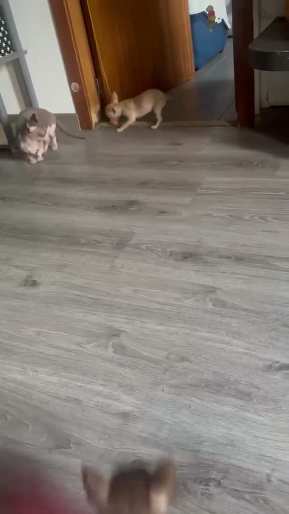 Chihuahua perros en venta: Chihuahua chocolate 🍫  - Video 1