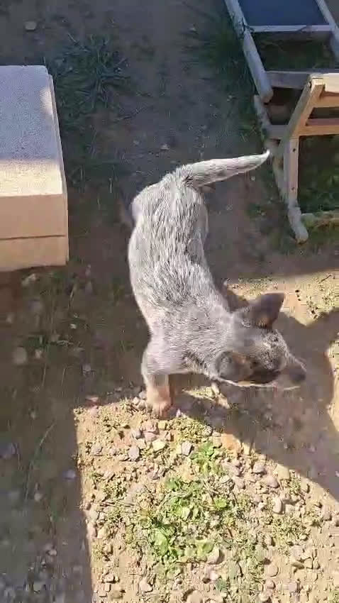 Boyero de Australia perros en venta: Australian cattle dog - Video 2