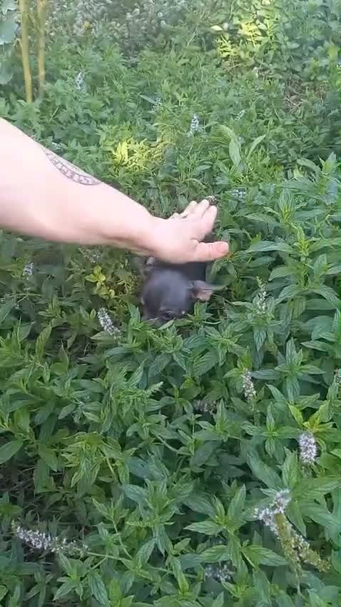 Chihuahua perros en venta: Hembras de chihuahua muy pequeña  - Video 2