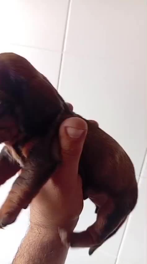 Teckel Miniatura perros en venta: Teckel mini  - Video 3