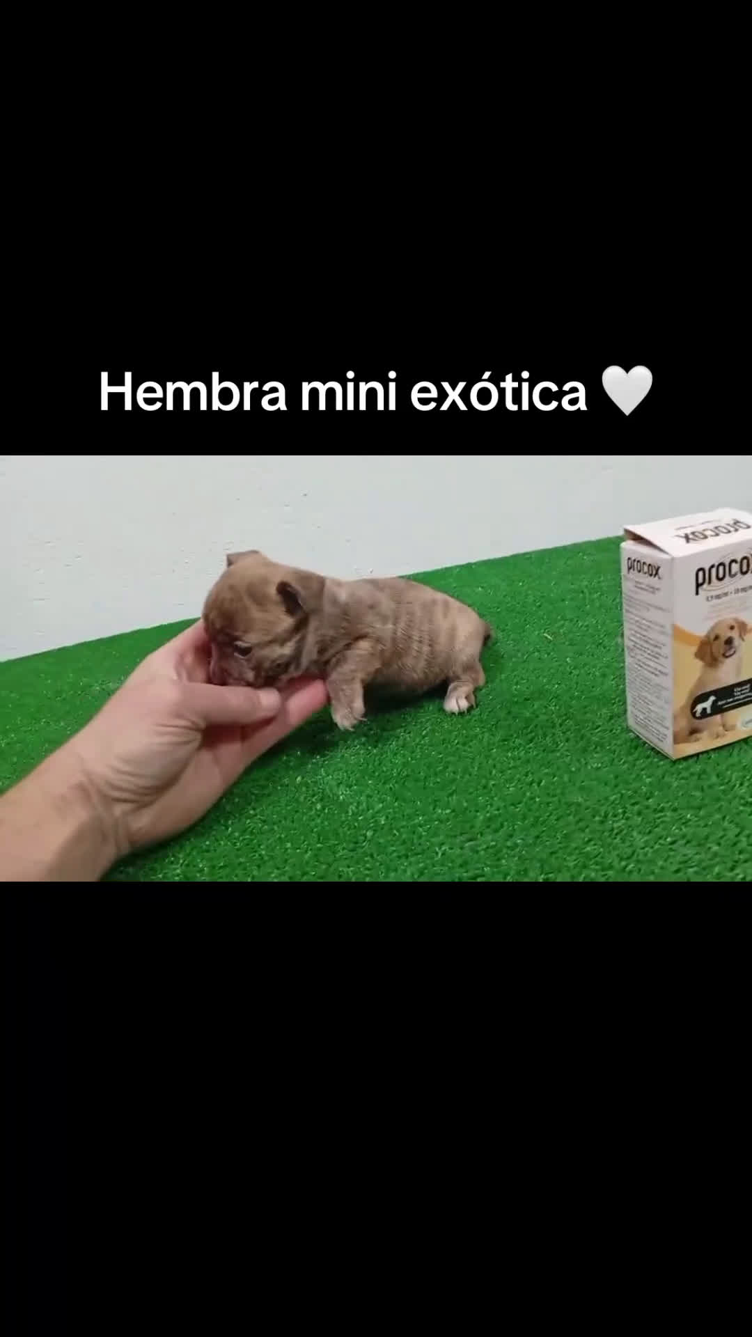 Chihuahua perros en venta: Cuihuhuas mini  - Video 2