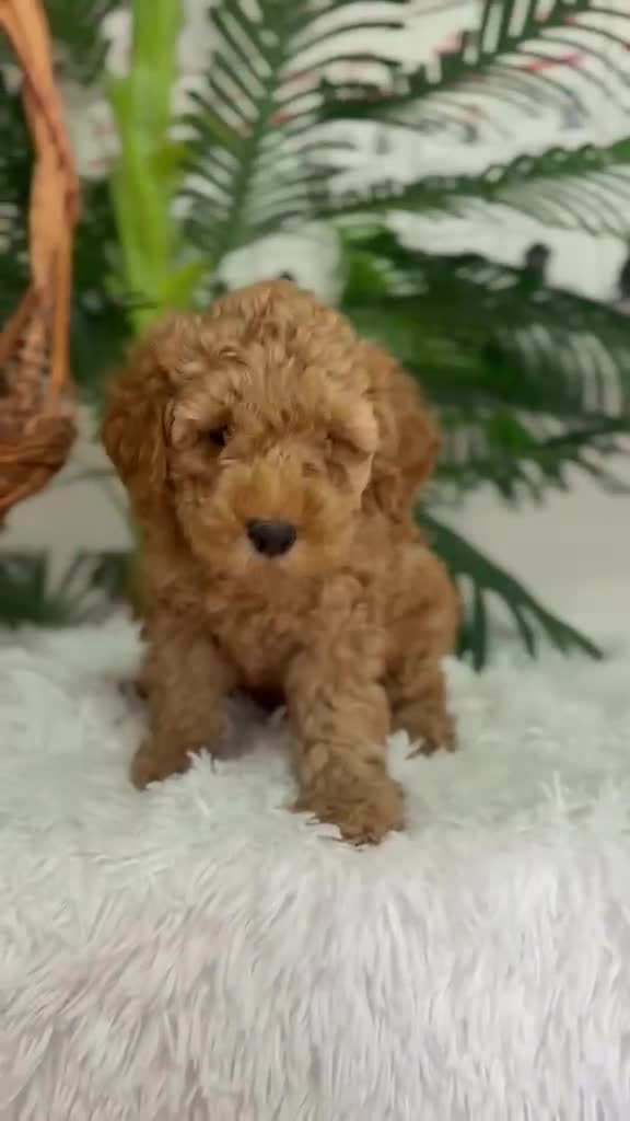 Caniche Toy perros en venta: CANICHE TOY-LISTO PARA ENTREGAR - Video 1