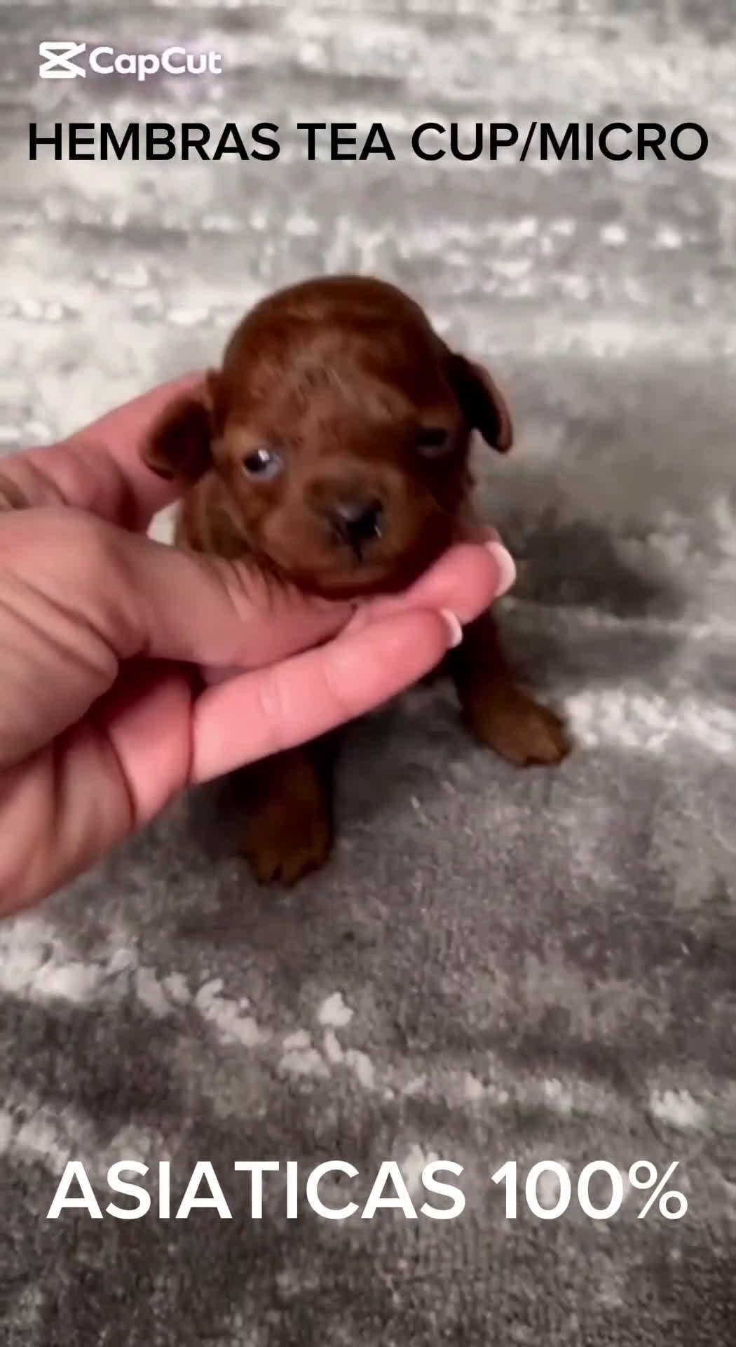 Caniche Toy perros en venta: ASIATICAS 100% HEMBRAS MIRCO/TEA CUP/TOY - Video 1