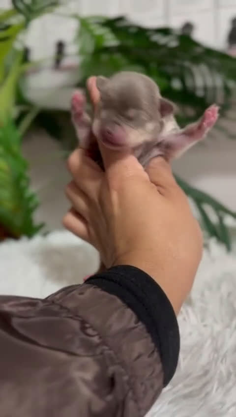 Chihuahua perros en venta: CHIHUAHUA HEMBRA  - Video 1