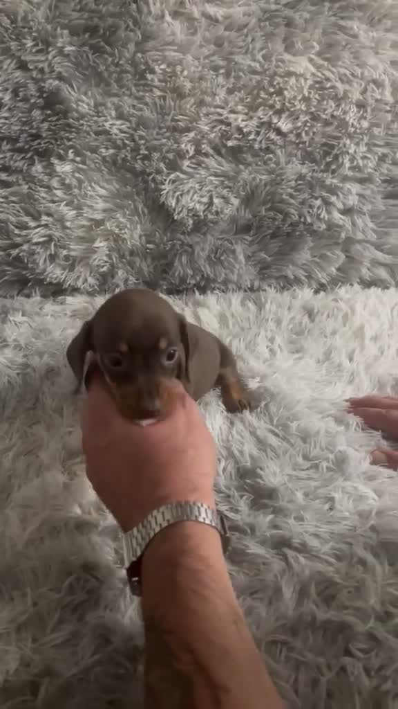 Teckel Miniatura perros en venta: TECKEL MINI CHOCOLATE  - Video 1