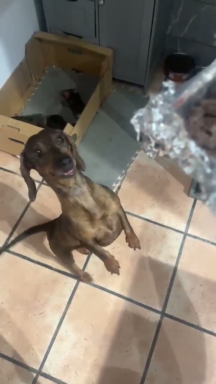 Teckel perros en venta: Teckel en Zaragoza - Video 1