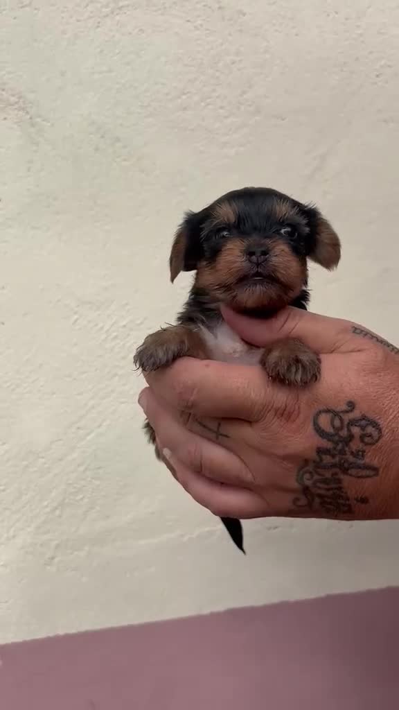 Yorkshire Terrier perros en venta: Yorkshire  - Video 1