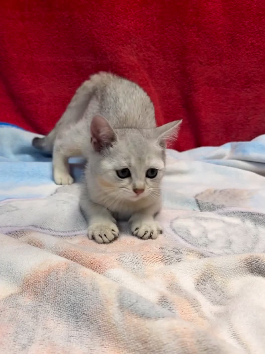 Británico de Pelo Corto gatos en venta: British Silver Shaded Negro - Video 1