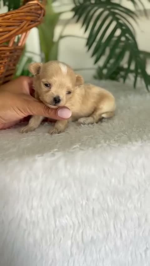 Maltipoo perros en venta: MALTIPOO COREANO  - Video 1
