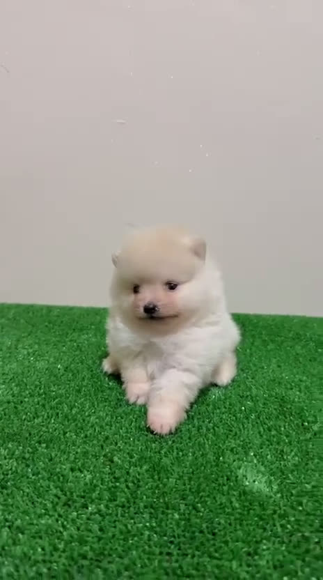 Pomerania perros en venta: Lulu de pomerania Toy Machos Ositos  - Video 1
