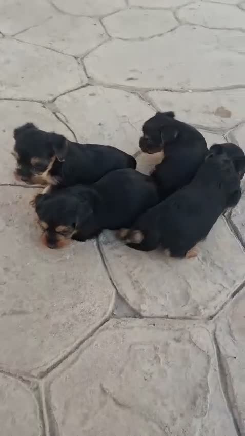 Yorkshire Terrier perros en venta: Yorkshire Terrier  - Video 1