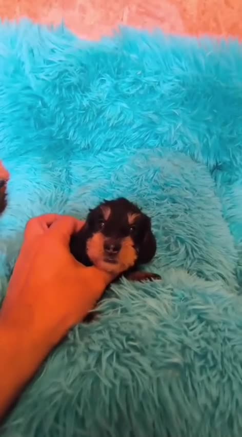 Teckel perros en venta: Teckel kaninchen pelo duro  - Video 2