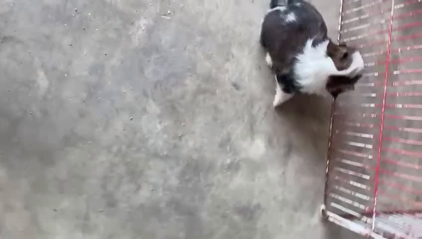 Shih Tzu perros en venta: CACHORRITOS DE SHIH TZU - Video 1