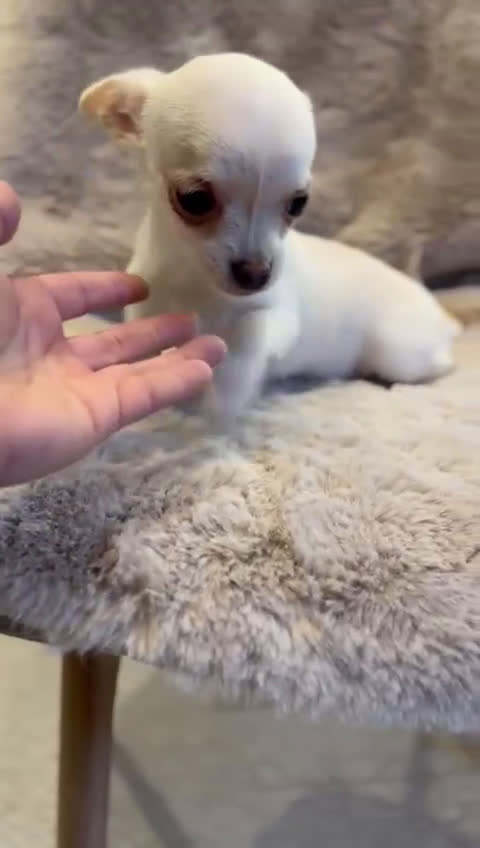 Chihuahua perros en venta: Chihuahua blanco Toy  - Video 1