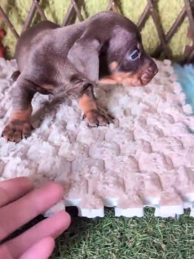 Teckel perros en venta: 🌟Tekel Arlequín y Negros fuego🌟 - Video 5