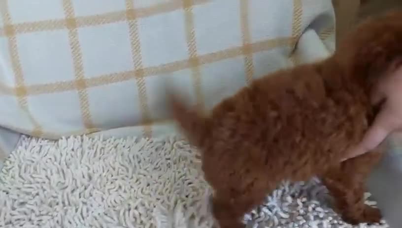 Caniche Toy perros en venta: Caniche toy  - Video 2