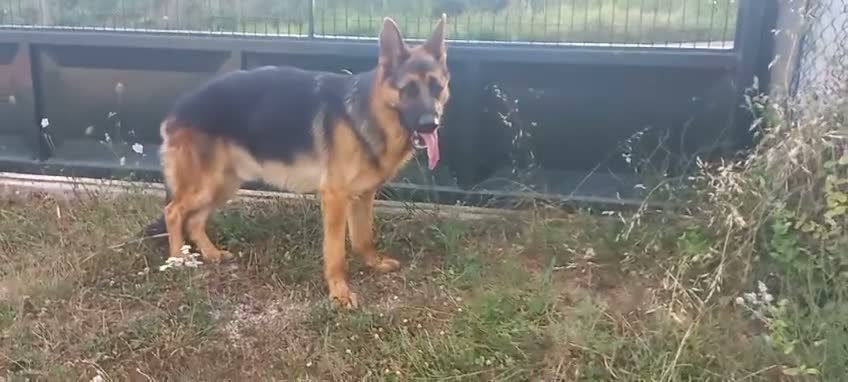 Pastor Alemán perros en venta: Cachorros pastor aleman - Video 2
