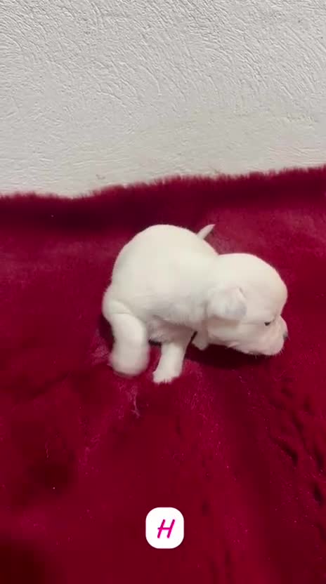 Chihuahua perros en venta: CHIHUAHUA TOY LÍNEA RUSA - Video 1