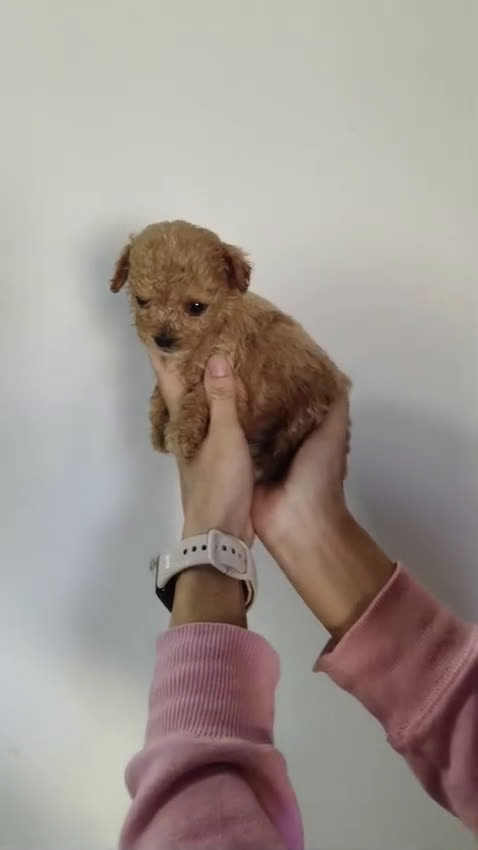 Maltipoo perros en venta: MALTIPOO TOYS - Video 1