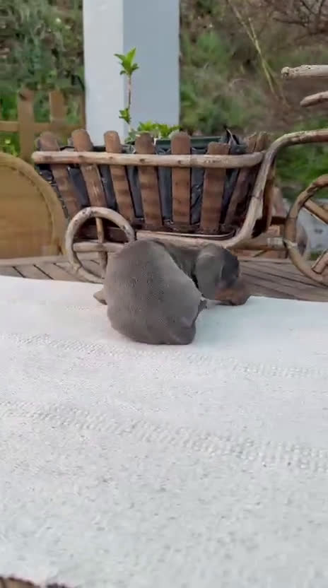 Teckel Miniatura perros en venta: Teckel kanichen hembra disponible blue and tan  - Video 1