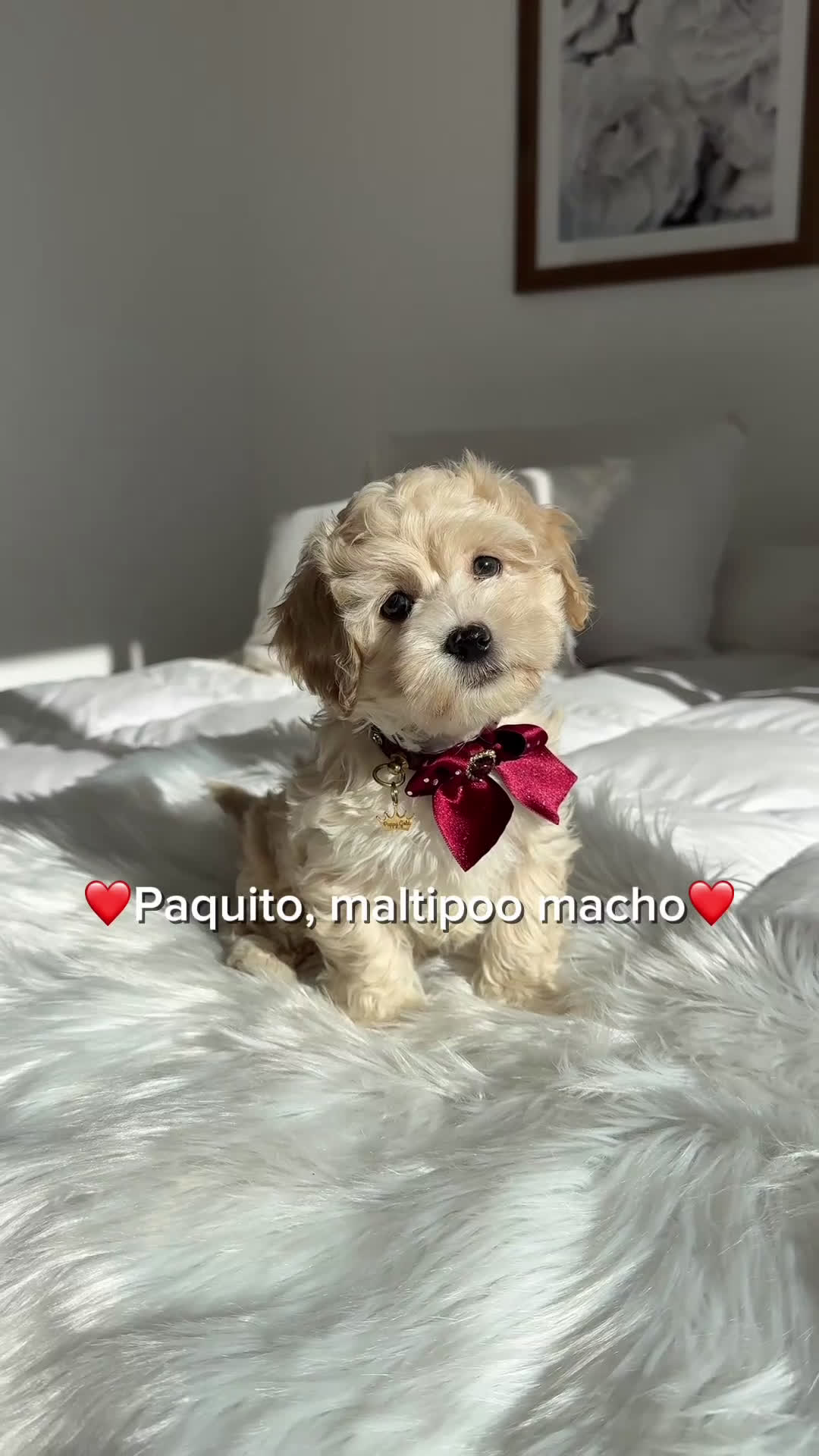 Maltipoo perros en venta: Maltipoo macho - Video 1