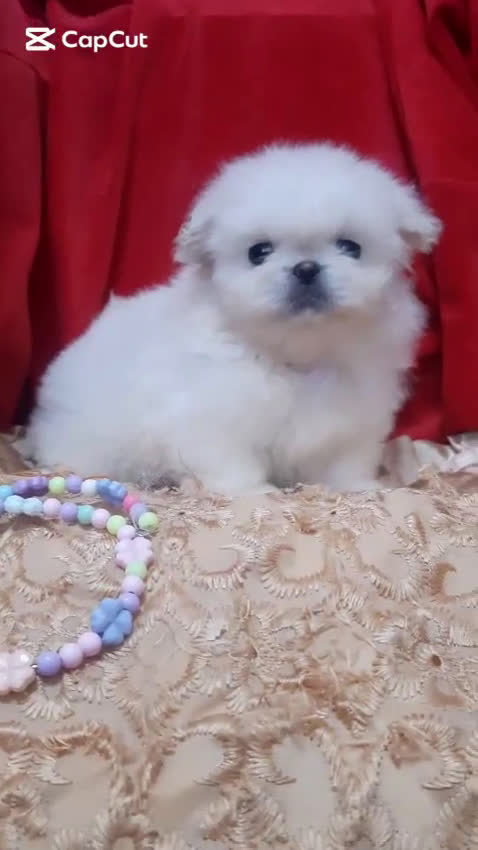 Pekinés perros en venta: Cachorros Pequinés imperial  - Video 1