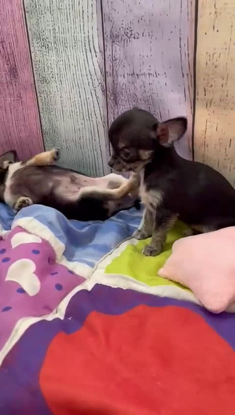 Chihuahua perros en venta: Chihuahua Toy !!!! - Video 3