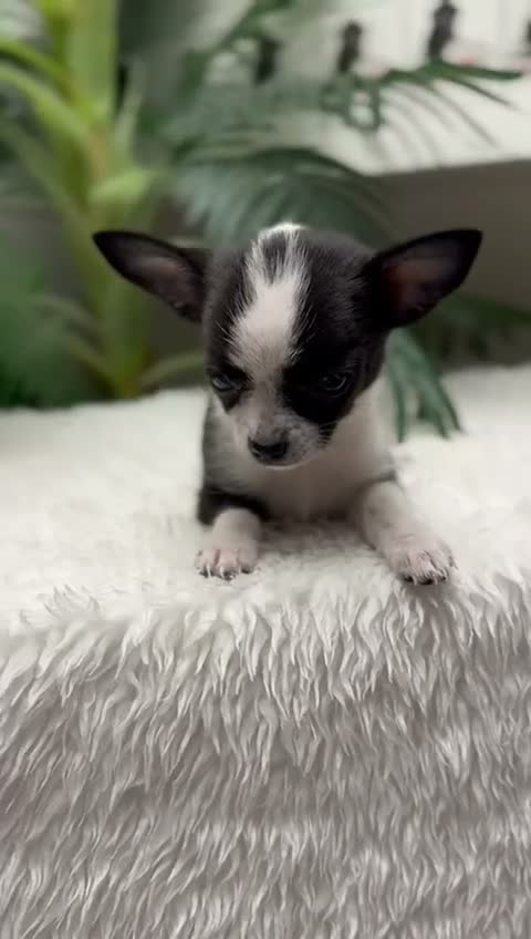 Chihuahua perros en venta: CHIHUAHUA HEMBRA 🎀 - Video 1