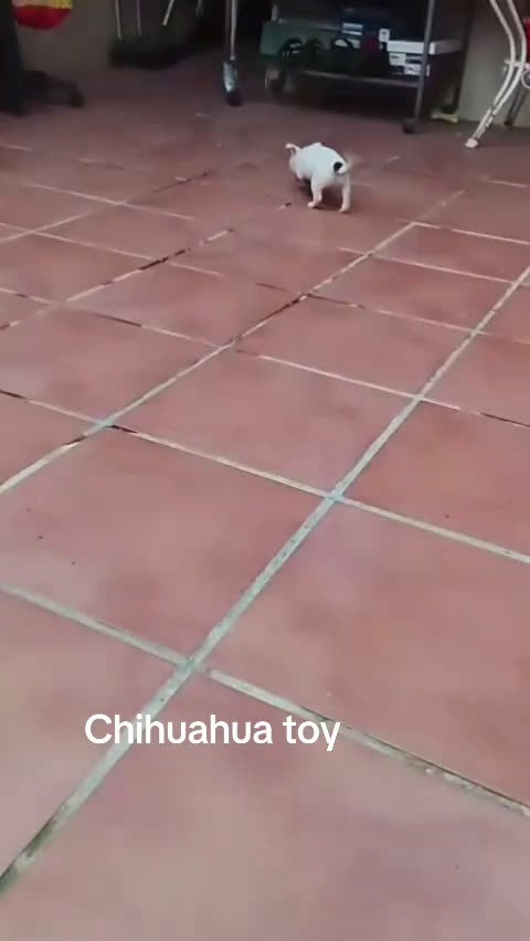 Chihuahua perros en venta: CHIHUAHUA MACHO EXCLUSIVO  - Video 1