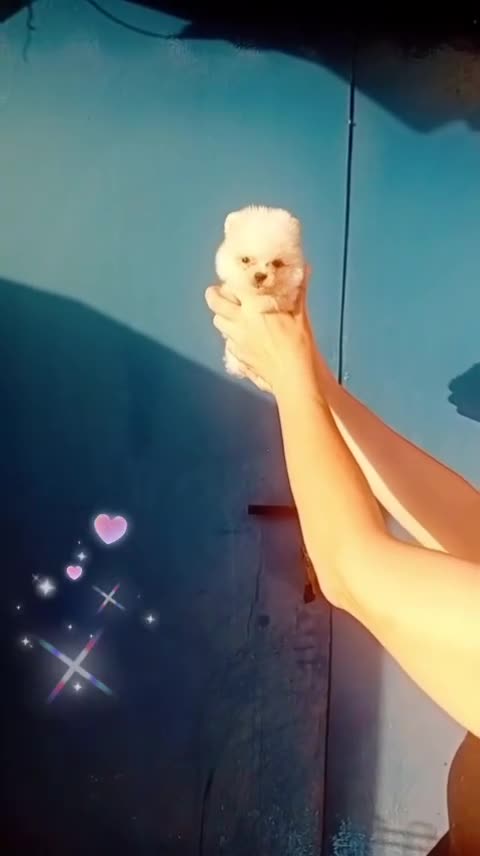 Pomerania perros en venta: Pomerania ositos toy - Video 1