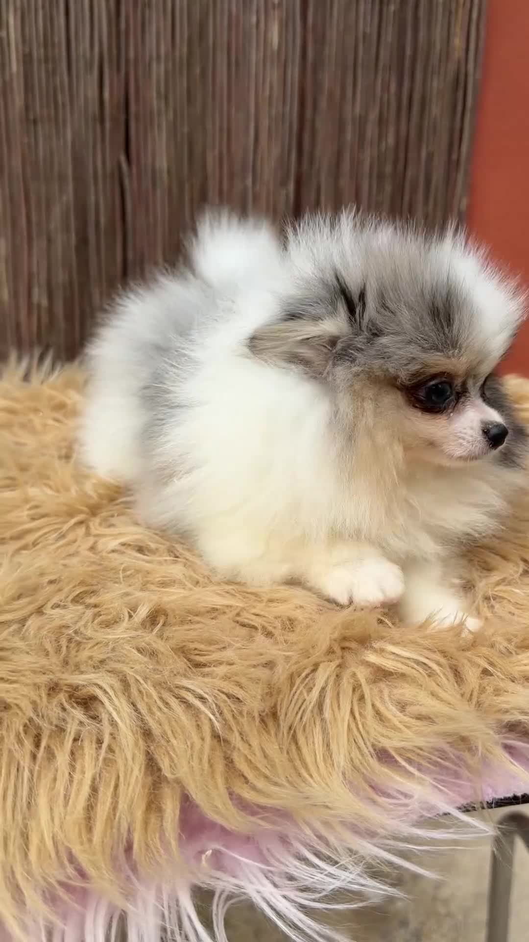 Pomerania perros en venta: Pomerania Toy Merle  - Video 1