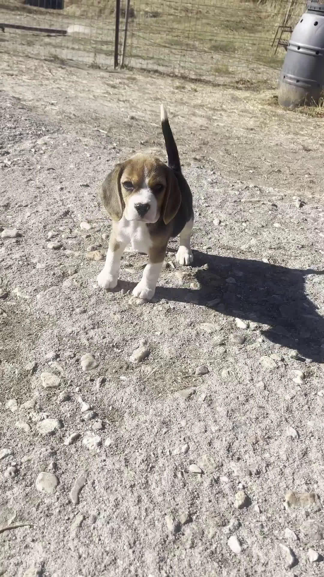 Beagle perros en venta: Cachorros Beagle  - Video 1