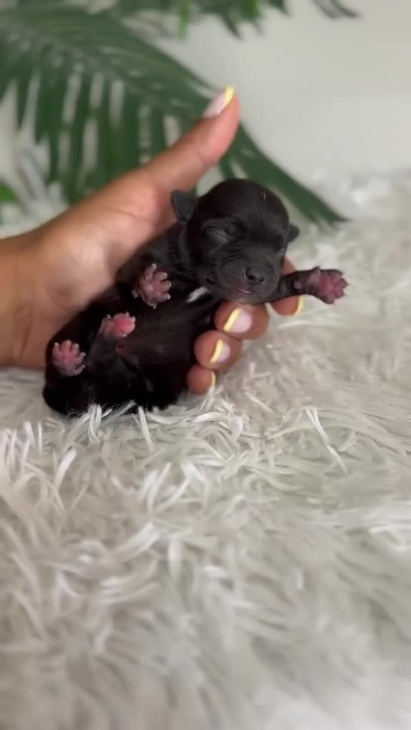 Chihuahua perros en venta: CHIHUAHUA - Video 2
