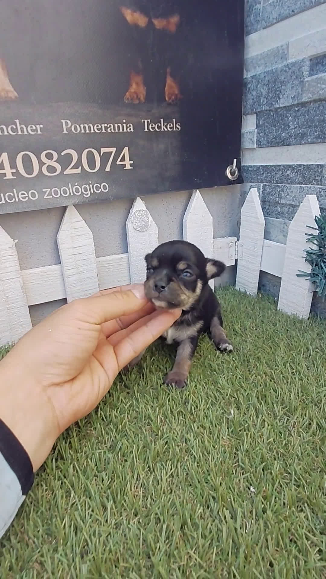 Chihuahua perros en venta: Chihuahuas - Video 1