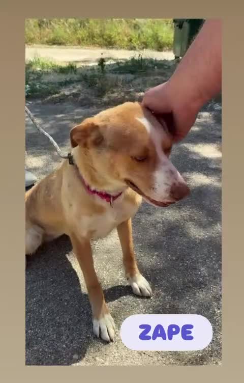 Raza Mixta perros en adopcion: ZAPE busca hogar - Video 1