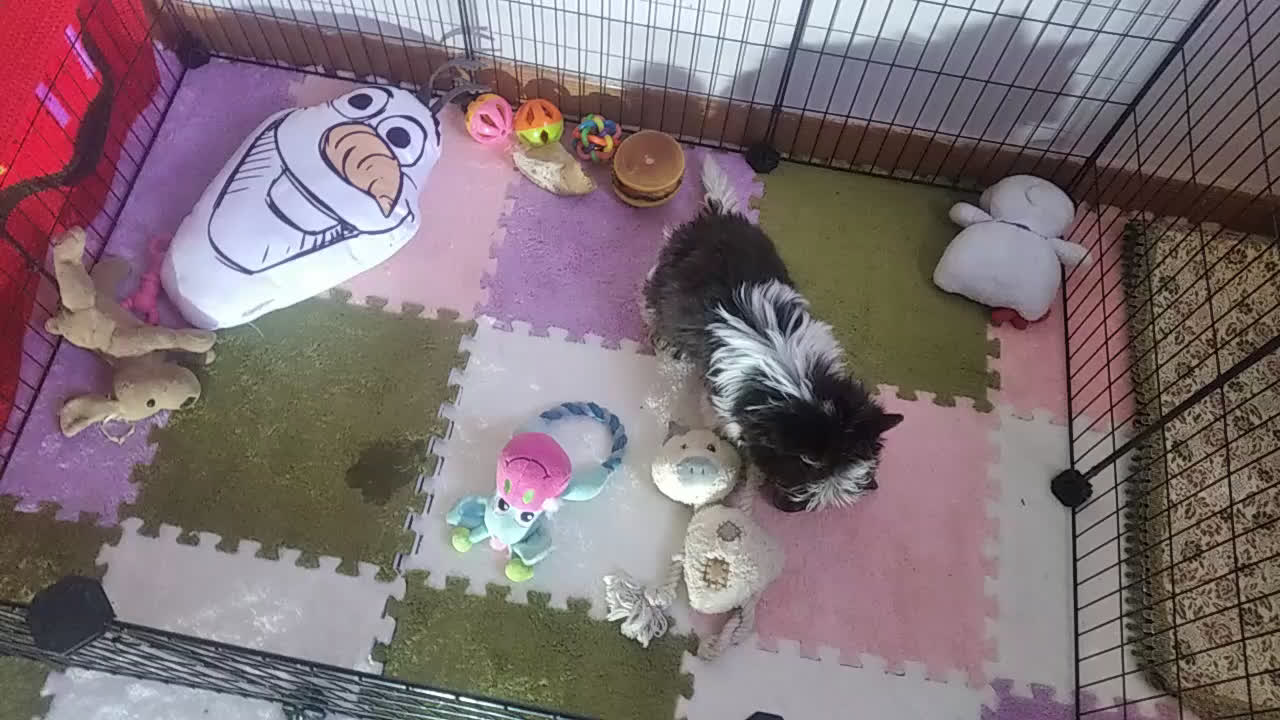 Yorkshire Terrier perros en venta: Cachorro Yorkshire chocolate Mini - Video 1