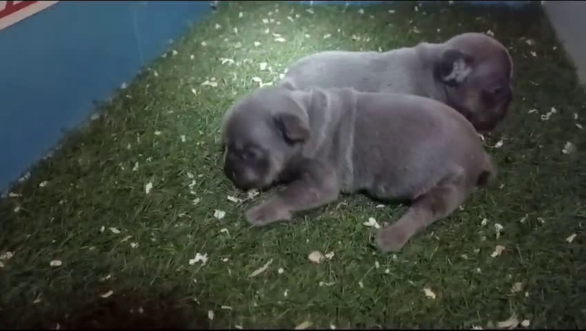 Bulldog Francés perros en venta: CACHORROS DE BULLDOG FRANCES en Madrid - Video 1