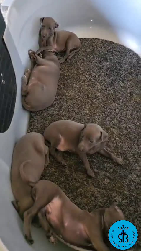 Pequeño Lebrel Italiano perros en venta: PICCOLLO LEBREL ITALIANO PEDEGREE (LOE) - Video 2