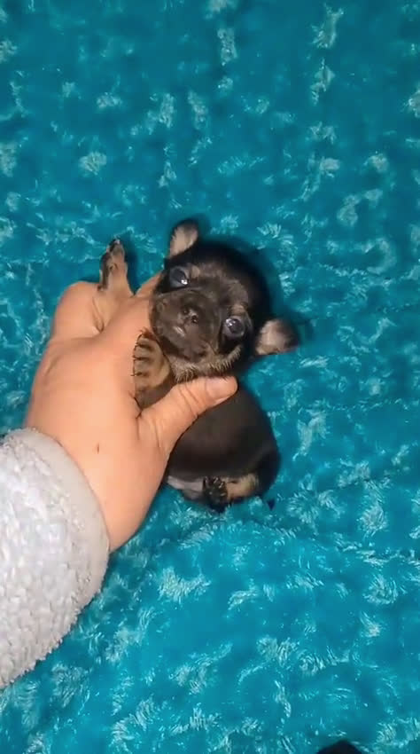 Chihuahua perros en venta: lilac con ojos grises y negros tricolor  - Video 3