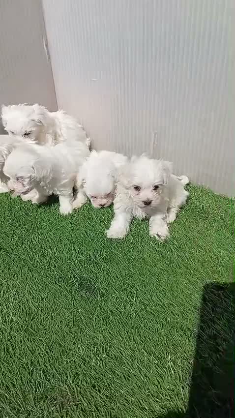 Bichón Maltés perros en venta: Preciosas camadas de bichon maltes - Video 1