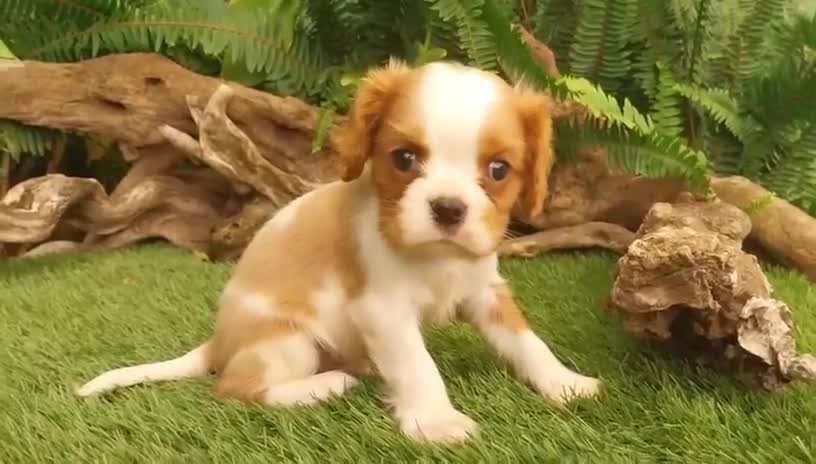 Cavalier King Charles Spaniel perros en venta: Cachorros de cavelier King charles - Video 1